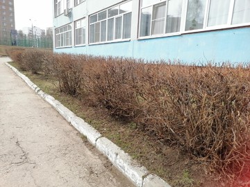 В #НОШ2 состоялась уборка территории в рамках Всероссийского экологического субботника : Фото №