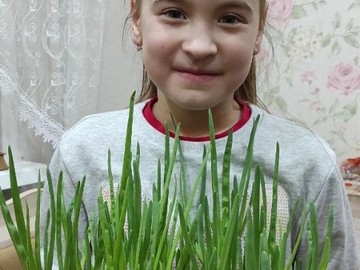 Первоклассники из 1Л класса #НОШ2  вырастили зеленый лук : Фото №